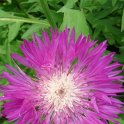 Centaurea dealbata
